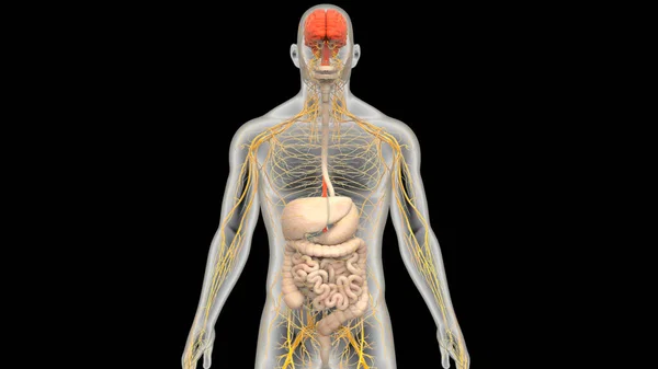 Nsan Sinir Sistemi Beyin Anatomisi Sindirim Sistemi Anatomisi Merkezi Organı — Stok fotoğraf