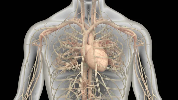 Human Circulatory System Heart Anatomy Animation Concept — Stock Photo, Image
