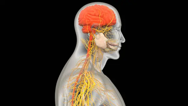 Human Central Nervous System Brain Anatomy — Stock Photo, Image