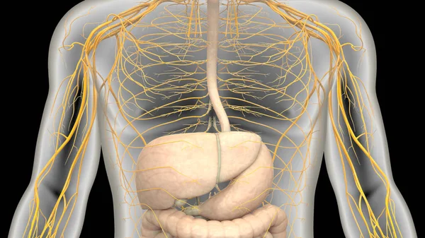 Ludzki Układ Pokarmowy Ilustracja Anatomii — Zdjęcie stockowe