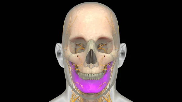 Lidský Kosterní Systém Kostní Části Lebky Mandible Anatomy — Stock fotografie