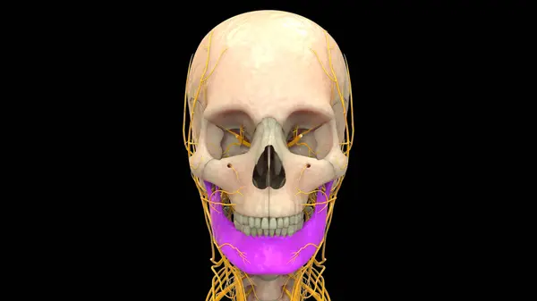 Human Skeleton System Skull Bone Parts Mandible Anatomy — Stock Photo, Image
