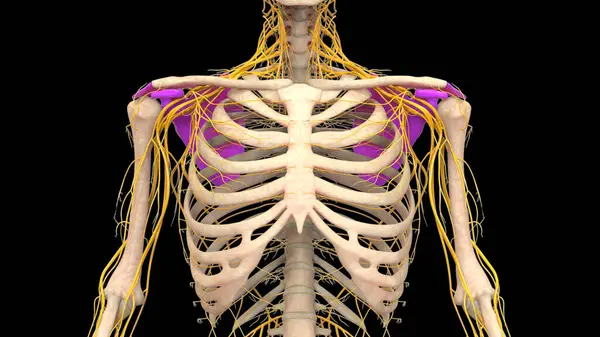 Human Skeleton System Pectoral Shoulder Girdle Bones Joints Anatomy — Stock Photo, Image