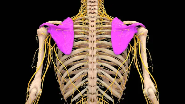 Human Skeleton System Pectoral Shoulder Girdle Bones Joints Anatomy — Stock Photo, Image