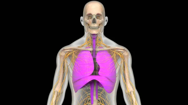 Людська Респіраторна Система Діафрагма Анатомія — стокове фото