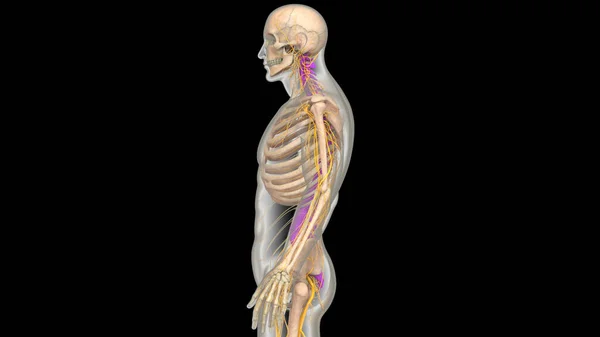 Ryggmärgsbråck Ryggmärgsbråck Mänsklig Skelett System Anatomi Tredimensionell — Stockfoto
