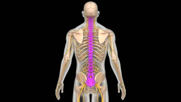 Coluna Vertebral Coluna Vertebral Anatomia Sistema Esqueleto Humano — Fotografia de Stock