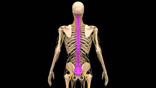Kolom Spinal Vertebral Dari Anatomi Sistem Tengkorak Manusia — Stok Foto