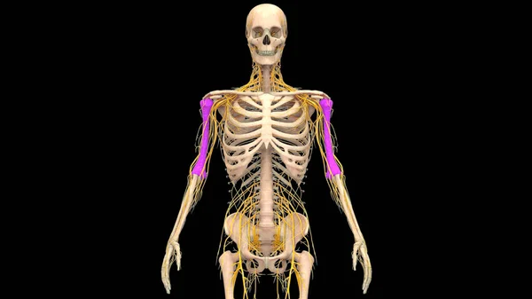 Nsan Iskeleti Humerus Kemikleri Eklem Anatomisi Boyut — Stok fotoğraf
