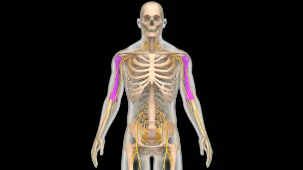 Ludzki System Szkieletowy Humerus Bones Stawy Anatomia — Zdjęcie stockowe