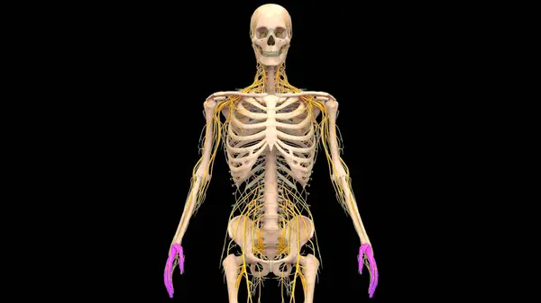 Sistema Esqueleto Humano Mãos Ossos Articulações Anatomia — Fotografia de Stock
