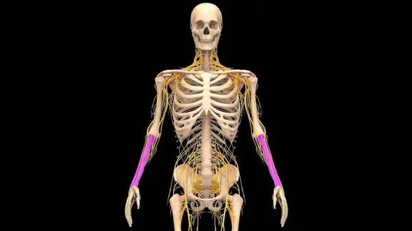 Human Skeleton System Radius Ulna Bones Joints Anatomy — Stock Photo, Image