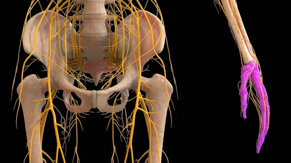 Sistema Esqueleto Humano Ossos Mão Articula Anatomia — Fotografia de Stock
