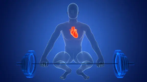 ヒト循環系心臓解剖学アニメーションコンセプト — ストック写真