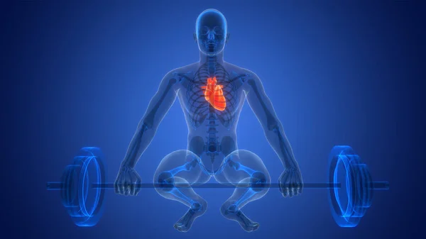 Human Circulatory System Heart Anatomy Animation Concept Inglés — Foto de Stock