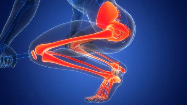 Human Skeleton System Lower Limbs Bones Joints Anatomy — Stock Photo, Image