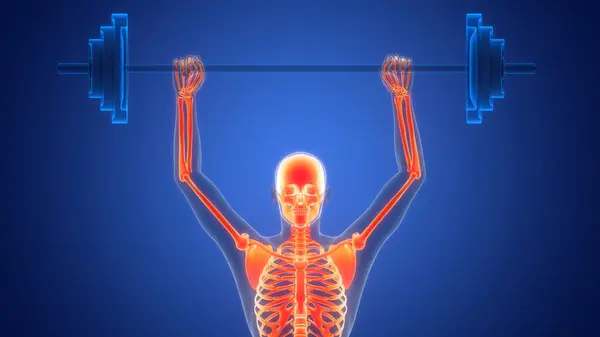 Sistema Esqueleto Humano Ossos Articula Anatomia — Fotografia de Stock