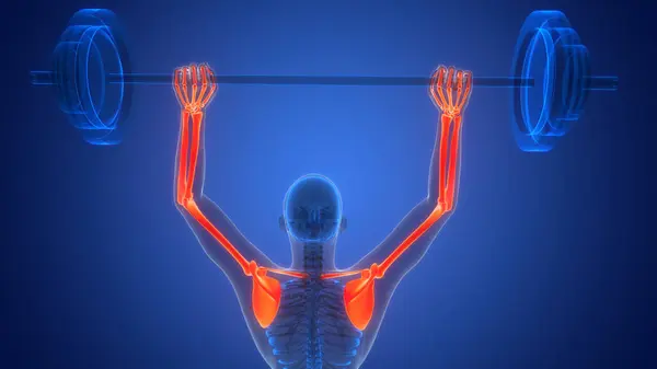 人間の骨格系上肢骨関節解剖学 — ストック写真