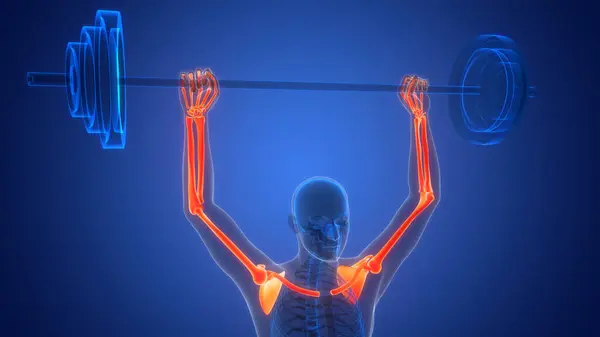 Human Skeleton System Upper Limbs Bone Joints Anatomi Dalam Bahasa — Stok Foto