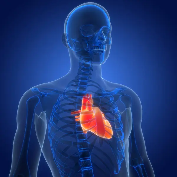 Human Circulatory System Heart Anatomy Animation Concept — Stock Photo, Image