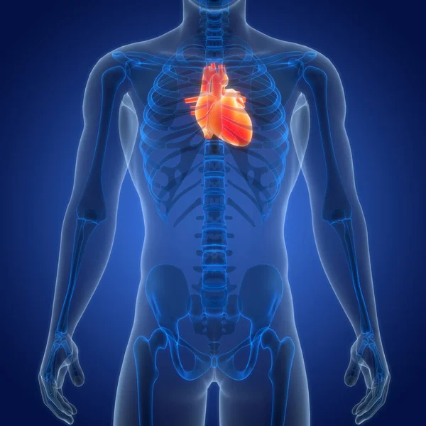 Koncepcja Anatomii Serca Ludzkiego Układu Krążenia — Zdjęcie stockowe