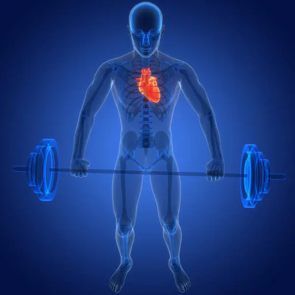 Système Circulatoire Humain Anatomie Cardiaque Animation Concept — Photo