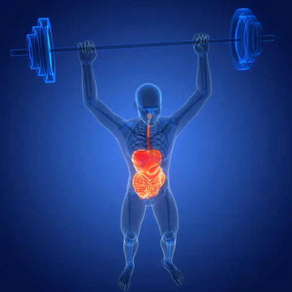 Human Digestive System Anatomie Illustratie — Stockfoto