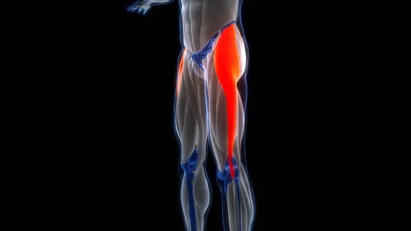 Sistema Muscolare Umano Gambe Muscoli Tensore Fasciae Latae Muscoli Anatomia — Foto Stock