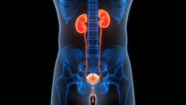 Human Urinary System Kidneys Bladder Anatomy — Stock Photo, Image