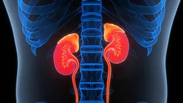 Human Urinary System Kidneys Background Close — Stock Photo, Image
