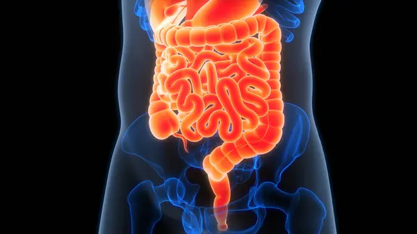 Human Digestive System Anatomy illustration  . 3D