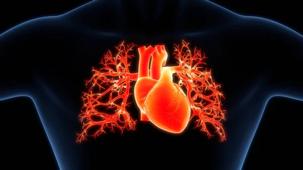 Human Circulatory System Heart Anatomy Animation Concept. 3D