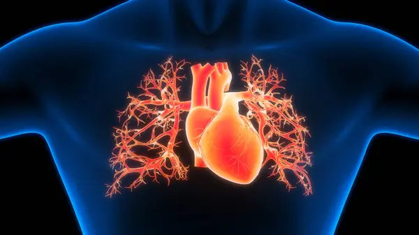 Lidský Oběhový Systém Anatomie Srdce Animace Koncepce — Stock fotografie
