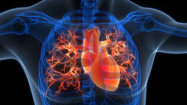 Herz Anatomie Animationskonzept Des Menschlichen Kreislaufsystems — Stockfoto