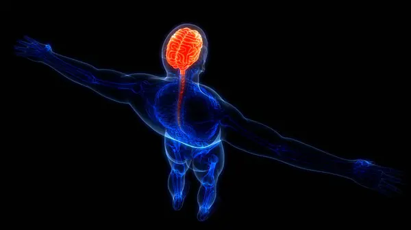 Nsan Sinir Sistemi Beyin Anatomisi Merkezi Organı Boyut — Stok fotoğraf
