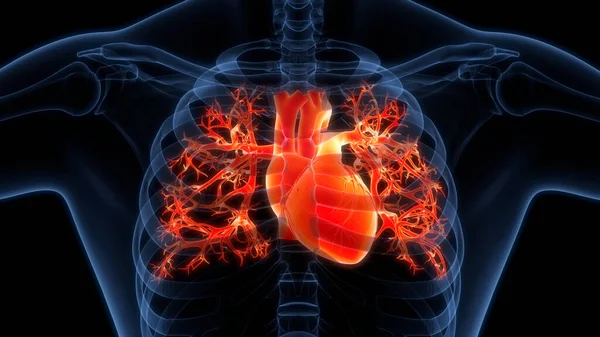 Human Circulatory System Heart Anatomy Animation Concept. 3D