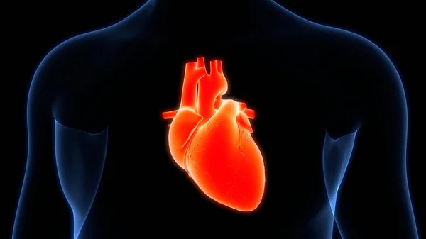 人类循环系统心脏解剖动画的概念 — 图库照片