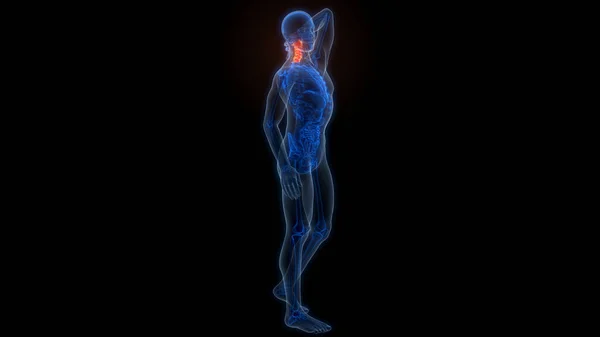 Nsan Skelet Sistemi Anatomisi Nin Omurilik Kolonu Servikal Omurgası Boyut — Stok fotoğraf