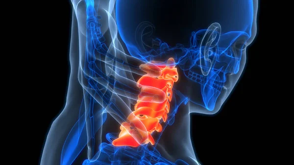 Spinal Cord Vertebral Column Cervical Vertebrae Human Skeleton System Anatomy — Stok Foto