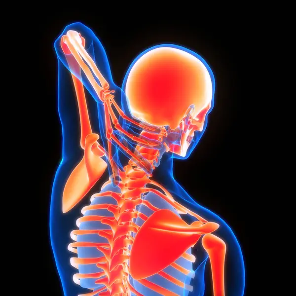 Nsan Iskelet Sistemi Eklem Anatomisi Boyut — Stok fotoğraf