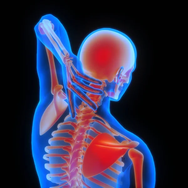 stock image Human Skeleton System Bones Joints Anatomy. 3D