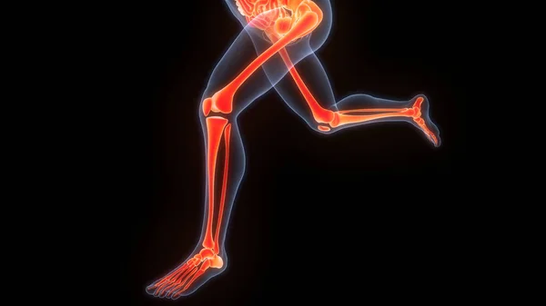 Ludzki System Szkieletowy Stawy Kostne Anatomia — Zdjęcie stockowe
