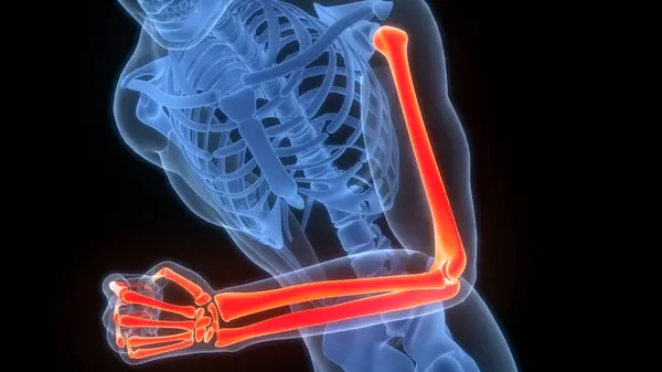 Sistema Esquelético Humano Anatomía Las Articulaciones Óseas Mano — Foto de Stock