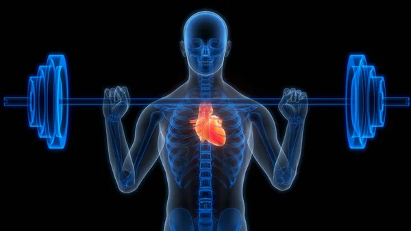 Nsan Dolaşım Sistemi Kalp Anatomi Animasyonu Boyut — Stok fotoğraf