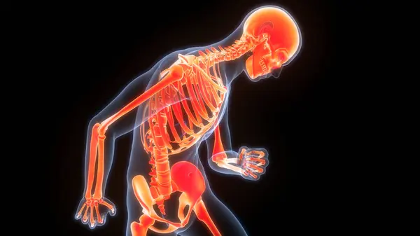 人間の骨格系骨は解剖学を結合する — ストック写真