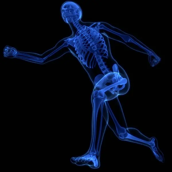 Anatomie Der Knochen Des Menschlichen Skelettsystems — Stockfoto