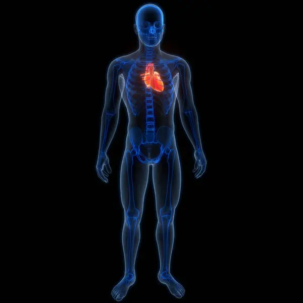 Sistem Sirkulasi Manusia Konsep Animasi Anatomi Jantung — Stok Foto