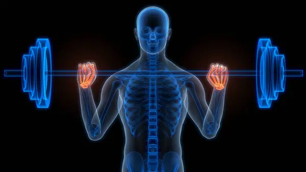 Människans Skelett System Händer Ben Leder Anatomi Tredimensionell — Stockfoto