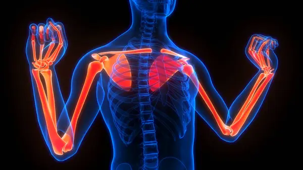 Nsan Iskelet Sistemi Üst Uzuv Kemik Eklemleri Anatomisi Boyut — Stok fotoğraf