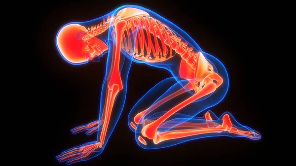 Human Skeleton System Bones Joints Anatomy — Stock Photo, Image